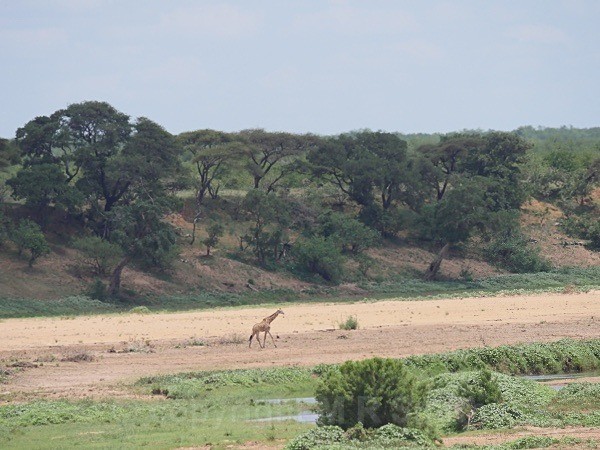 Crossing The River Bed, Kruger Park - LANDSCAPES & TREES