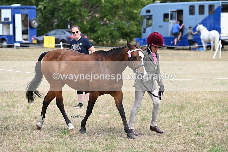WJ6_5890 - Class 19 In-hand Veterans (Uploaded correct folder)