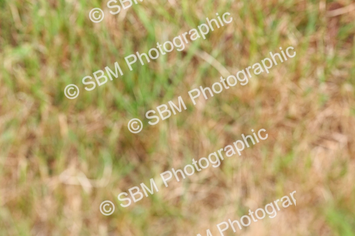 SBM_08411 - Class 42-43 - LIHS BSPS Heritage Working Sports Pony