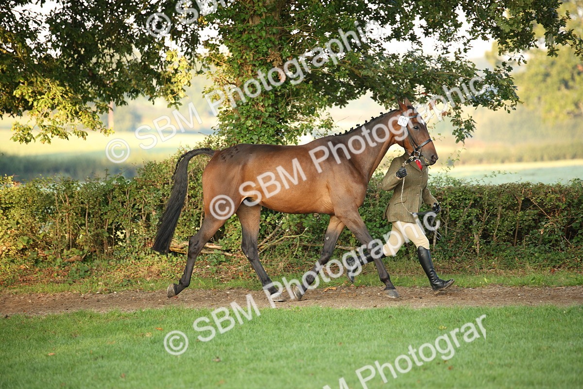 SBM_56813 - S49 - Riding Horse & Hack & Thoroughbred In Hand