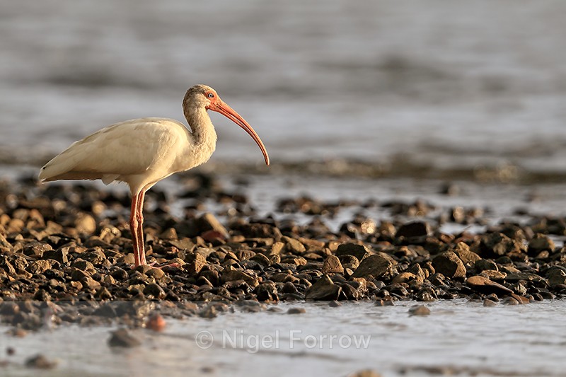 White Ibis on rocky shore, Playa Cativo Lodge, Costa Rica - White Ibis