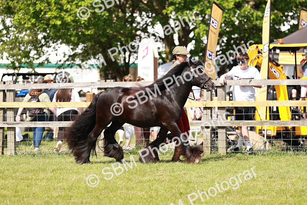 SBM_08536 - Class 63-65 - Traditional Gypsy Cobs In Hand & Ridden
