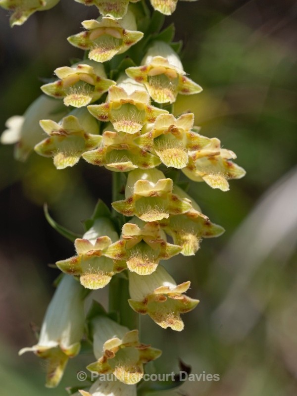 Apennine Foxglove (Digitalis lutea subsp. australis, syn. D.micrantha) - Flower Portraits