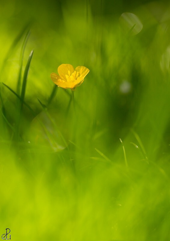 Flower photography by Diana Uzun