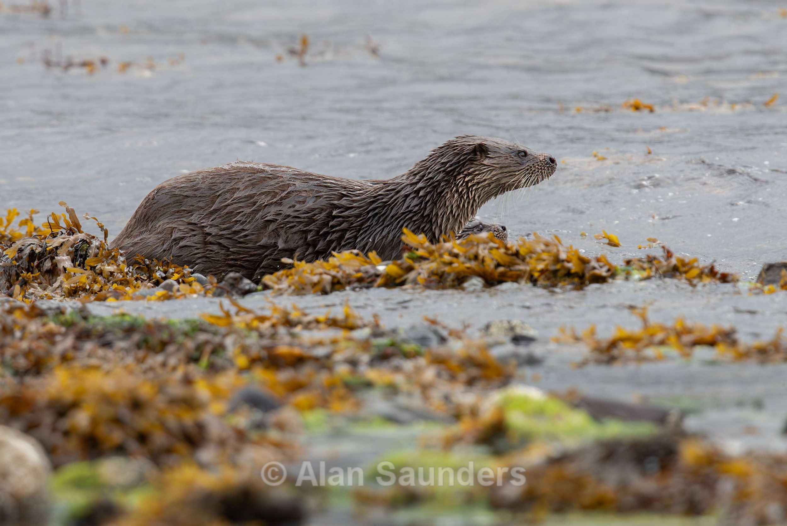 Eurasian Otter 66