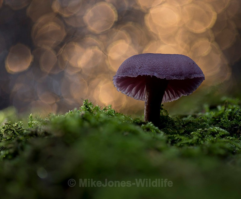 FUNGI 155 CROP - AUTUMN 2025 FUNGI/MUSHROOMS