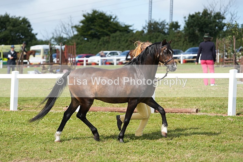 DSC05443 - Class 50: NPS M&M 4 years and over Small Breeds