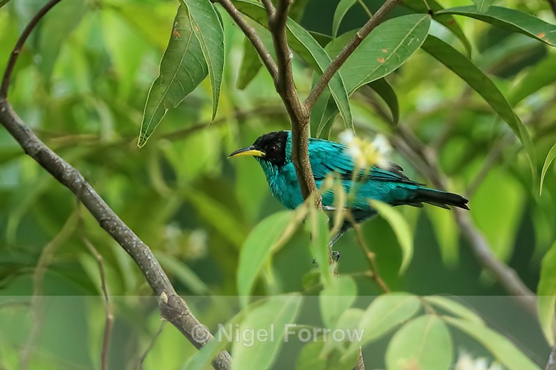 Green Honeycreeper (male), Gamboa, Panama - Green Honeycreeper