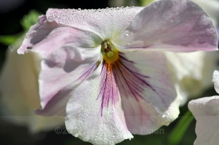 173jpg - Flowers and Nature