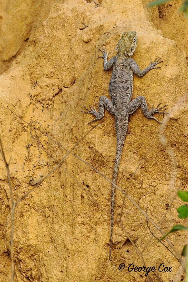 Agama Lizard - Gambia 2025