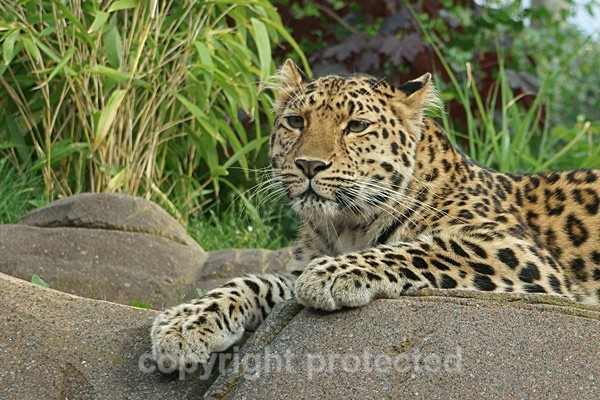 Amur Leopard - Milena - Amur Leopards