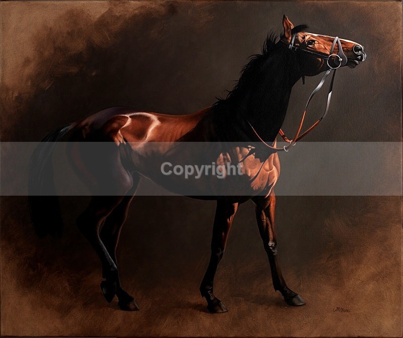 KAUTO STAR - Equine