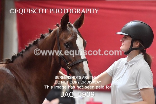 JAC_5909 - 11 Pandora of Westoak