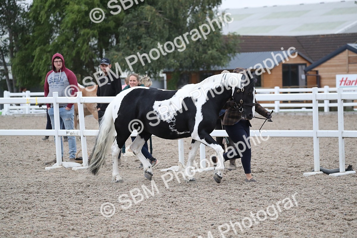 SBM_18327 - Class 318 IH Part bred Horse/Pony