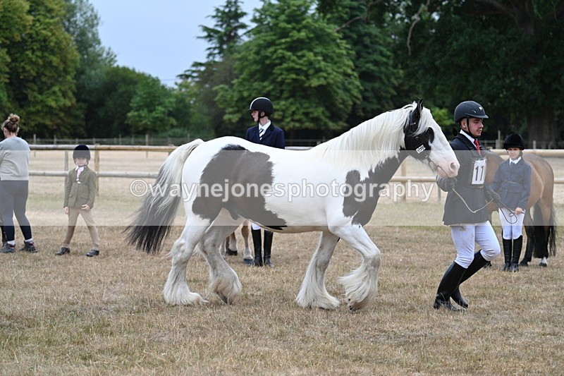 WJ7_9628 - Class 5 Most Handsome Gelding (up to 14.2hh)