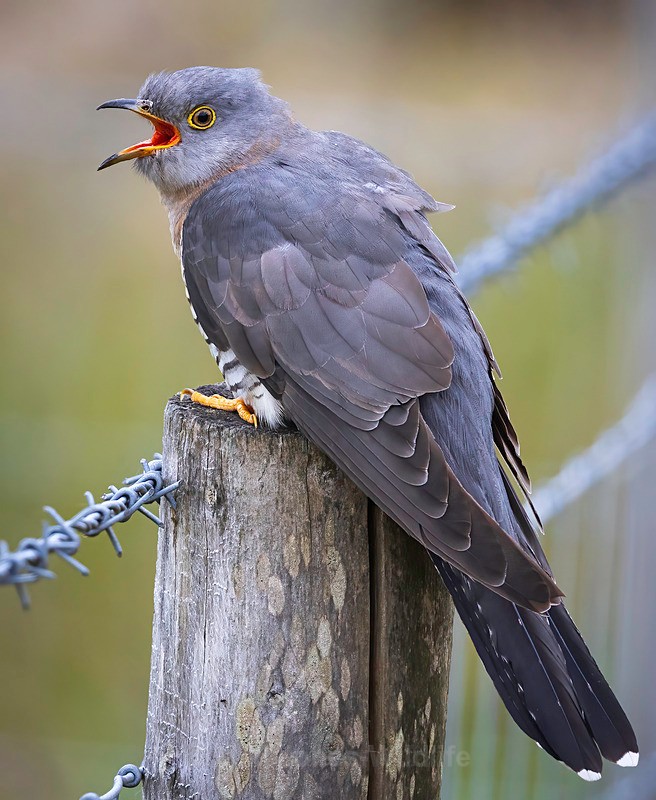CUCKOO MEGA 5 - CUCKOOS 2025, North Wales
