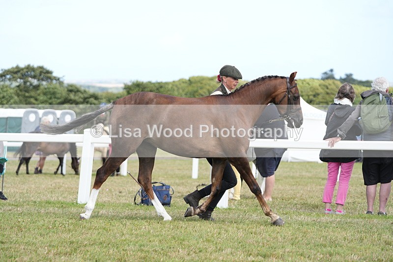 DSC07415 - Class 70: NPS SHP 4 years and over