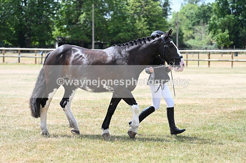 WJ7_1938 - Class 4a Prettiest Mare 14.2hh and over hand