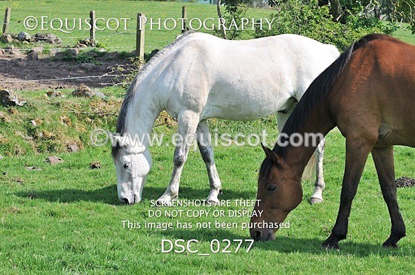 DSC_0277 - ARCHIVE REQUEST - Quincy and Guinness