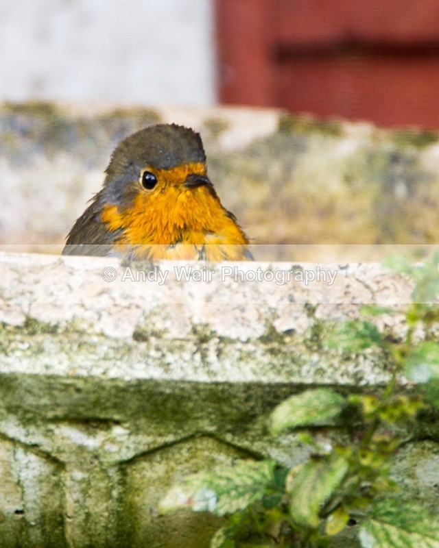 20100912_0568 - Robin