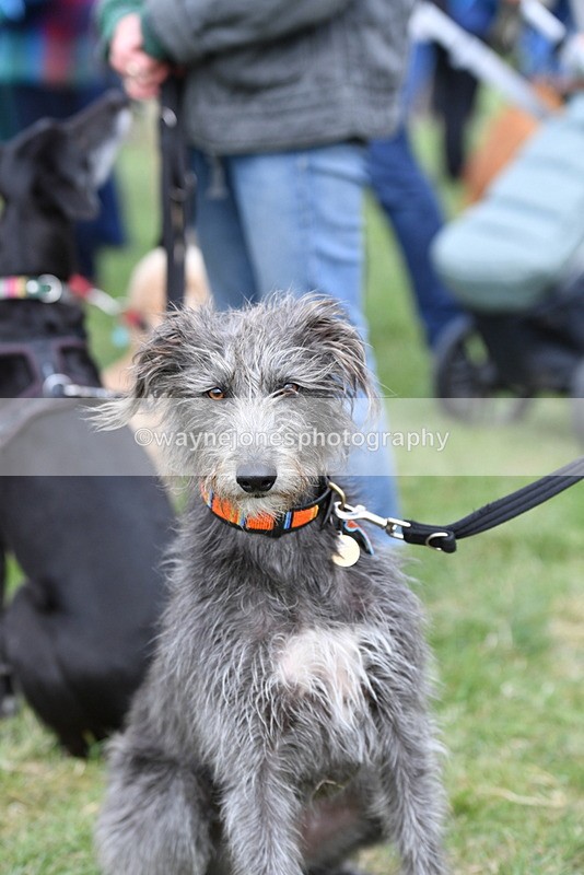 WJ5_9235 - Class 1 Best Cross Breed / Heniz 57