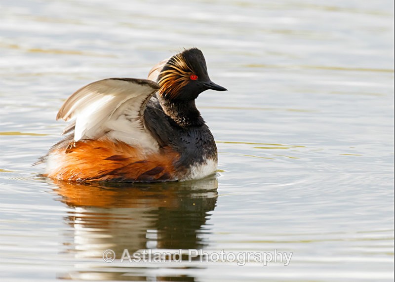 Astland Photography, Bird and Wildlife Images, Susan and Peter Wilson, U.K.