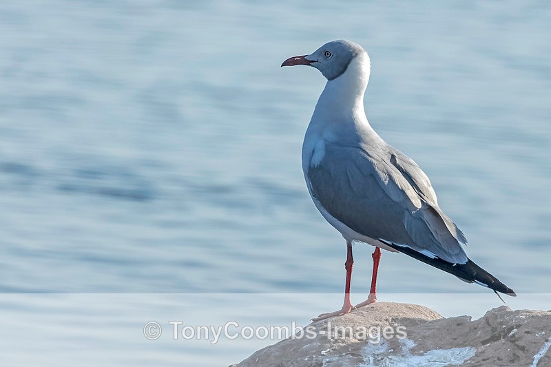 Grey-headed Gull - Botswana ~ Birds