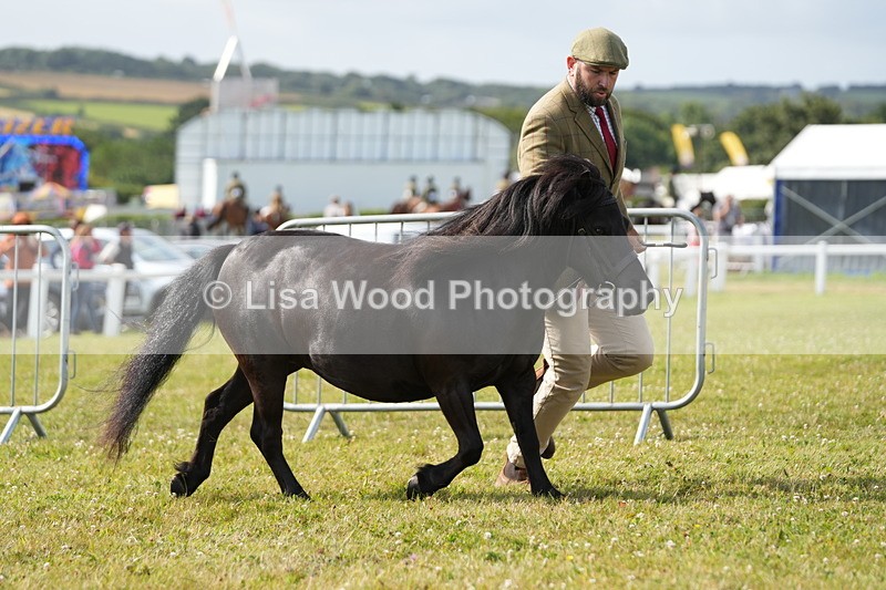 DSC05234 - Class 49: NPS Shetland 4 years and over