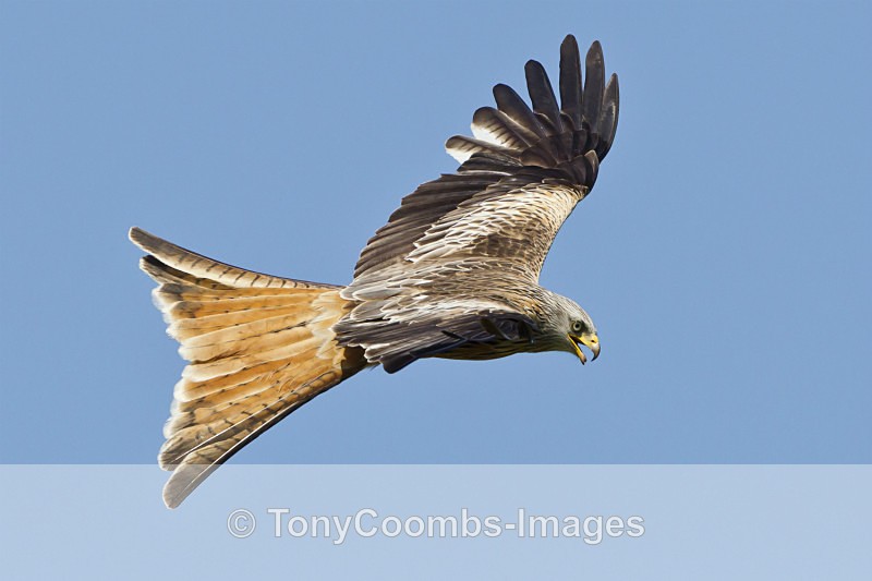 Red Kite - Birds