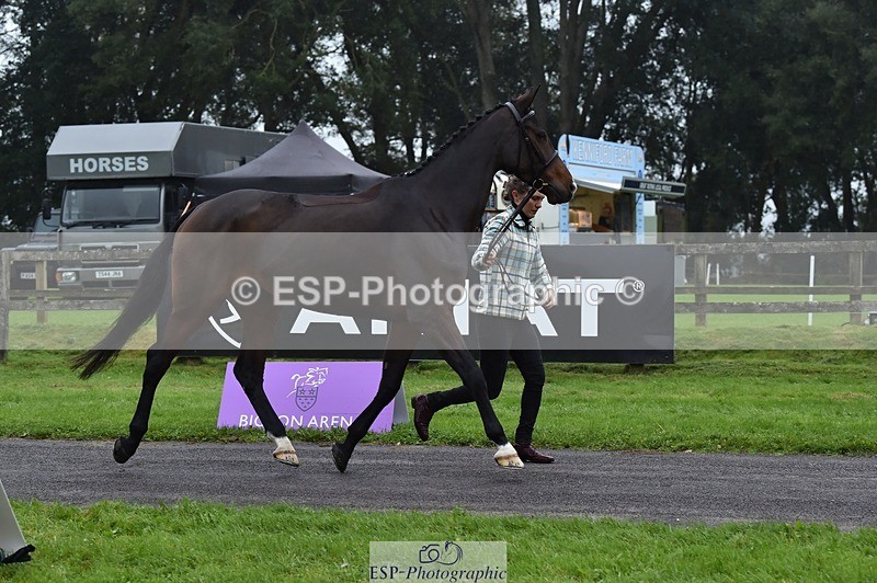 231018-115752-00008 - 001-HAZY.DREAM-Danielle.Dunn-TrotUp