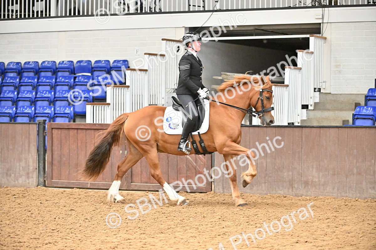 SBM_001448 - Class 19,20 - Ridden Native, Foreign Breeds & Warmbloods