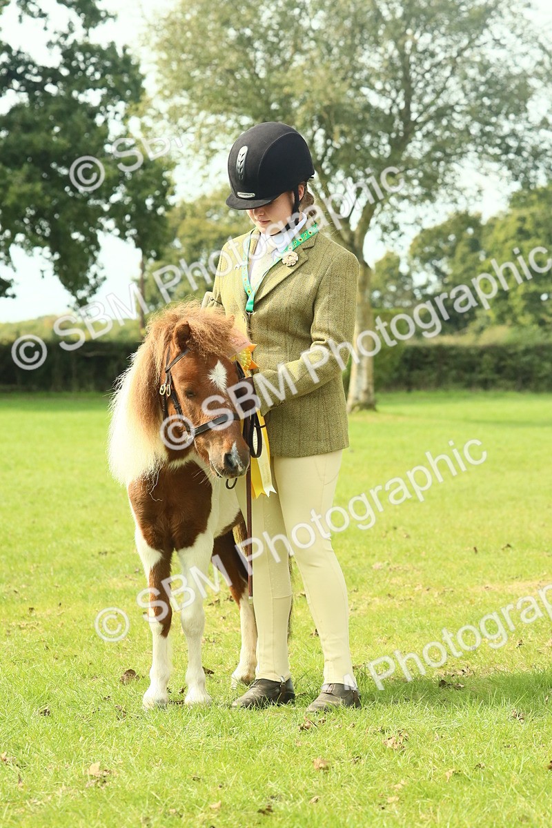 SBM_66762 - S34 - Rehabilitated Rescue Horse & Pony In Hand & Ridden