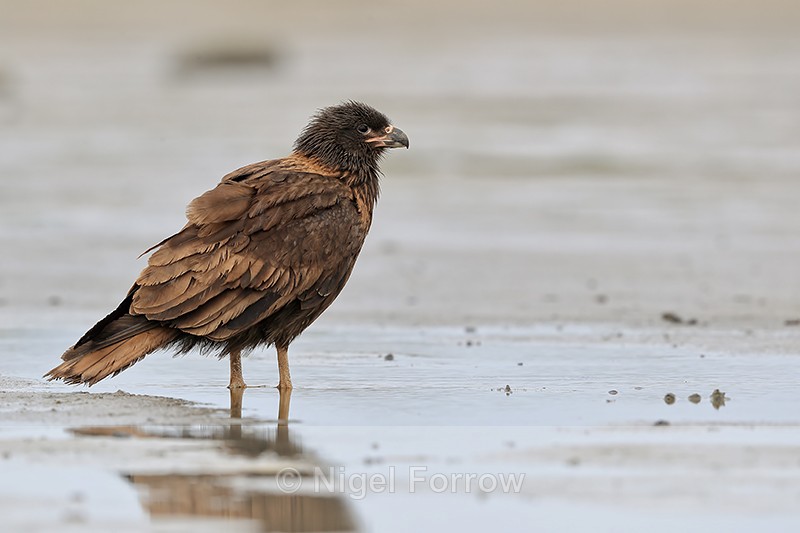 Striated Caracara in shallow water, Sea Lion Island, Falklands - Striated Caracara