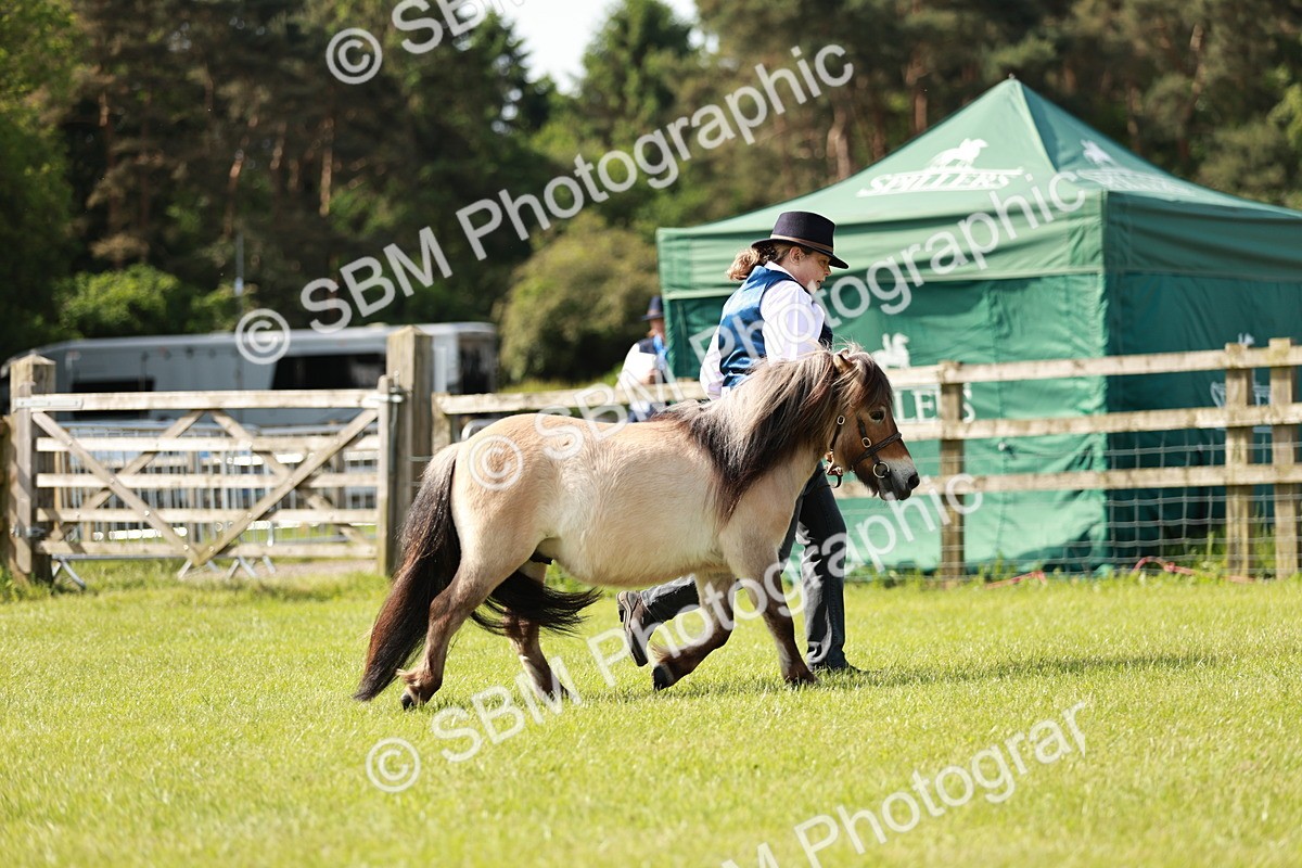 SBM_01749 - Class 14-23 - Mountain & Moorland In Hand Non Welsh