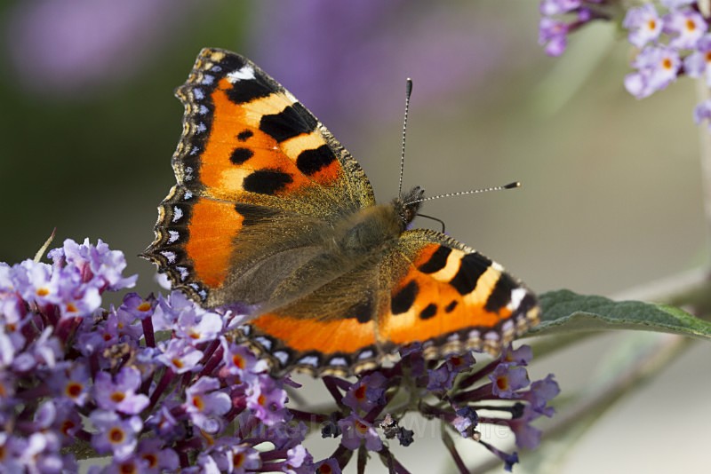 Small tortoiseshell - BUTTERFLIES