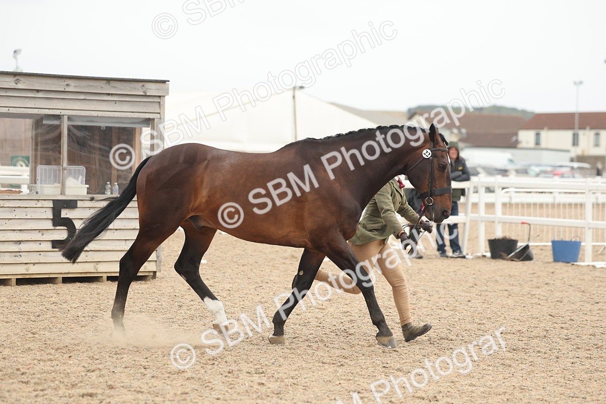 SBM_19810 - Class 318 - IH Part Bred Horse-Pony