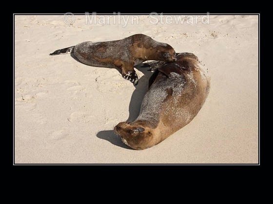 Sea lion pup feeding - Galapagos Islands