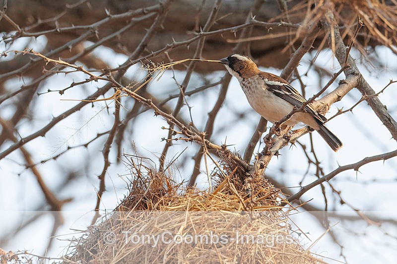 White-browed Sparrow Weaver - Mana Pools ~ The Birds