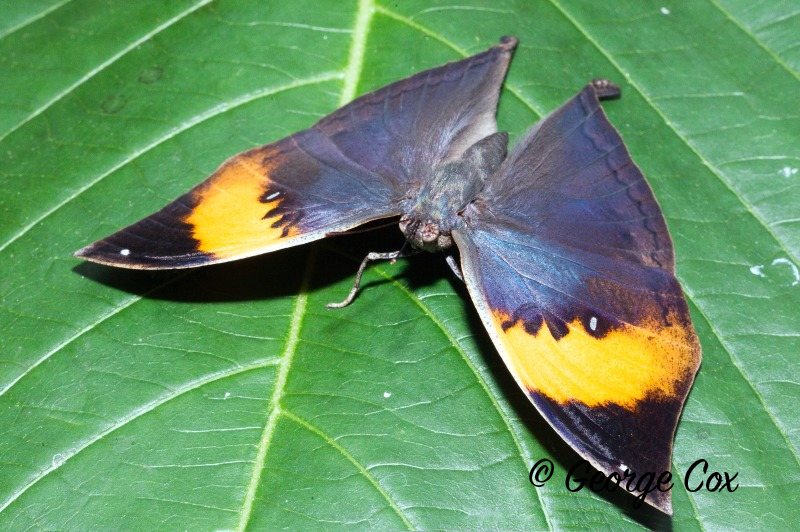 Leaf Butterfly - Kallima inachus