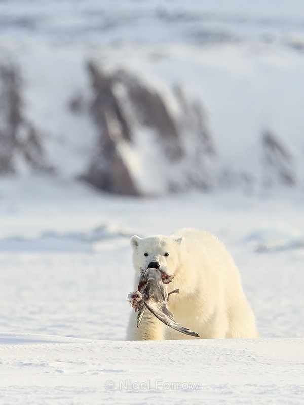 Polar Bear cub carrying Fulmar carcass, Svalbard, Norway - Polar Bear