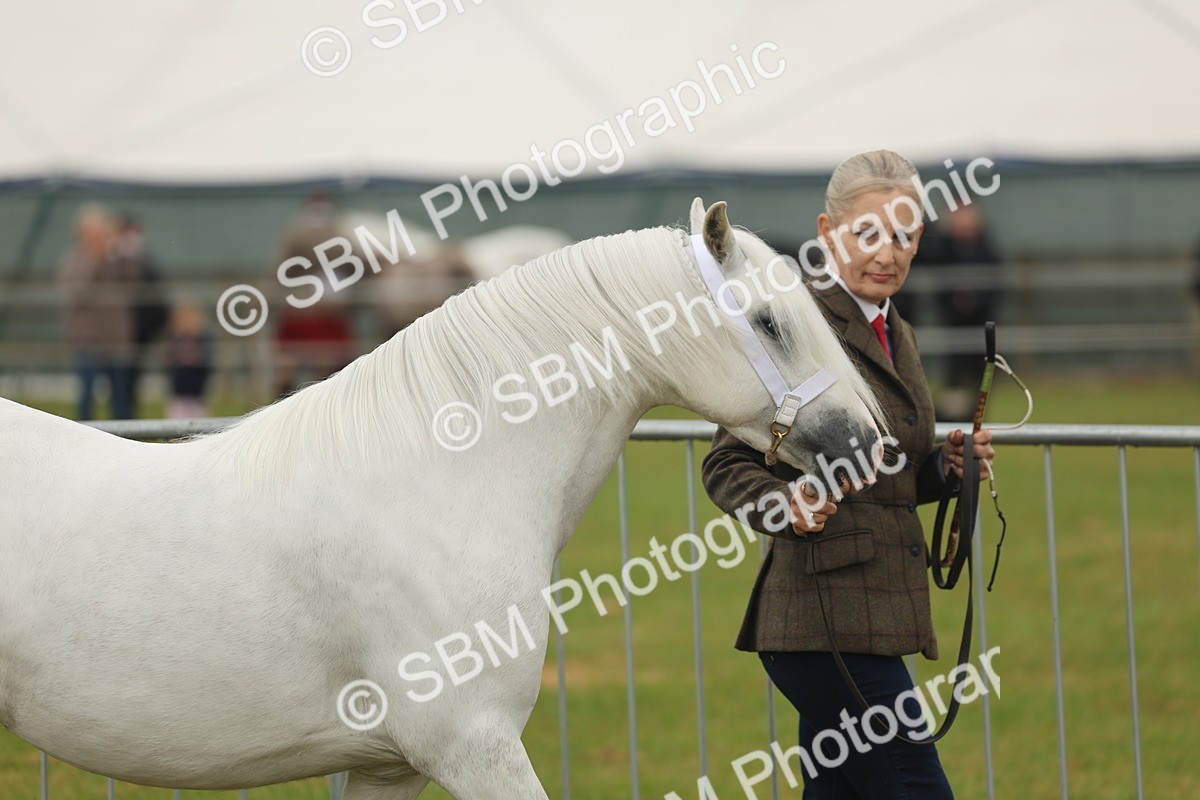 SBM_01448 - Class 50-57 - M&M Welsh Pony In Hand