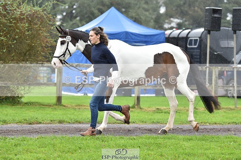 231018-122414-00265 - 033-COUNTRY.TIGER.LILLY-Milla.Read-TrotUp