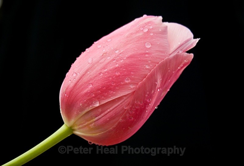 Tulip