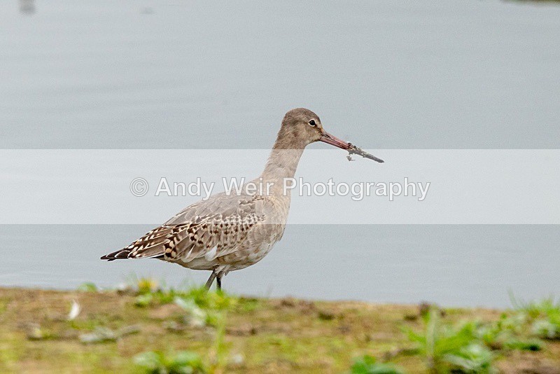 181025-Woolston-8E0A7271 - Other Waders