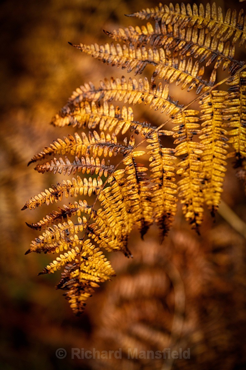  - Autumn