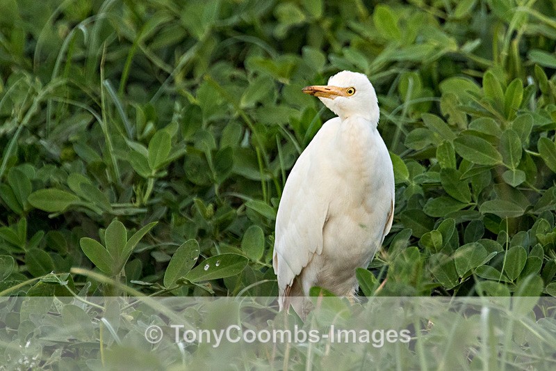 Cattle Egret - Morocco