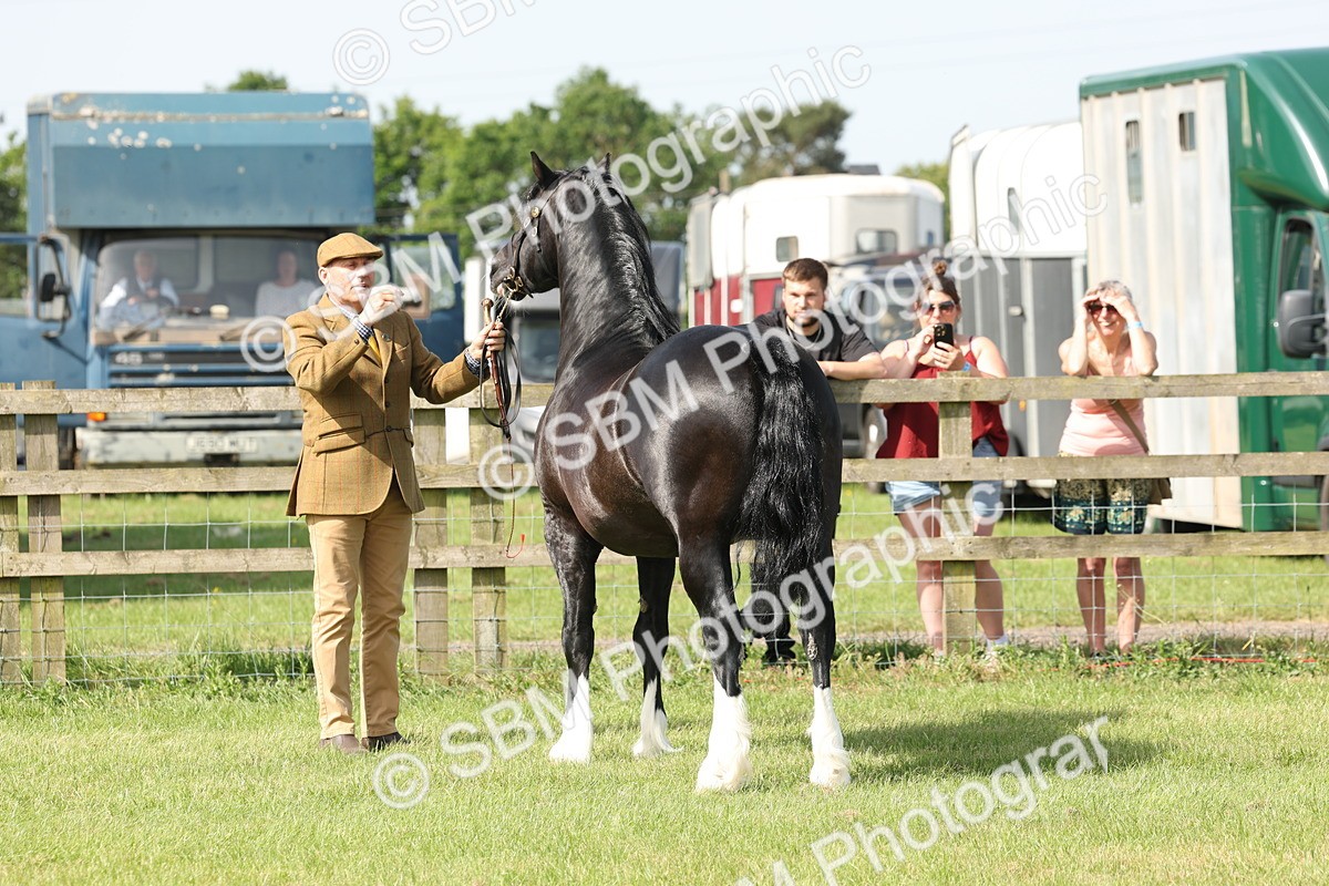 SBM_02099 - Class 6-13 - Mountatin and Moorland In Hand Welsh Breeds