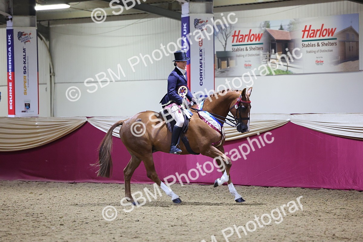 0B8A4495 - Class O Ridden Show Horse Champ