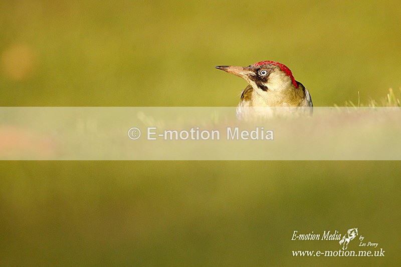 Green Woodpecker 221008 - Nature