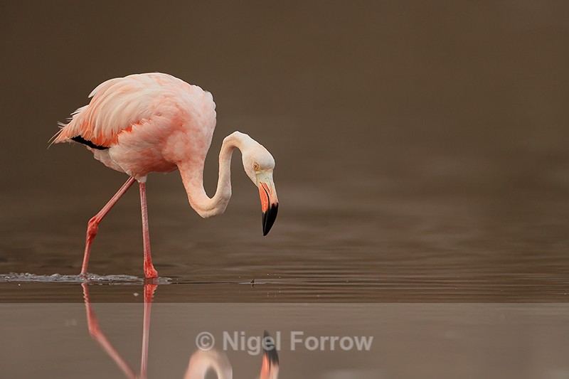 American Flamingo close view, Floreana, Galapagos - American Flamingo